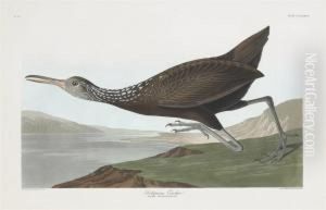 Aramus Scolopaceus by Robert Havell, Jr.
