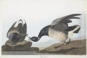 Anser Bernicla by Robert Havell, Jr.