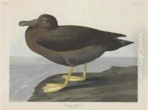 Diomedea Fusca by Robert Havell, Jr.