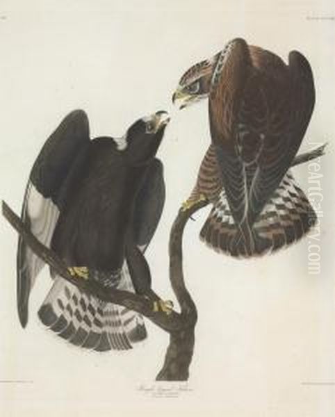 Buteo Lagopus - view 1
