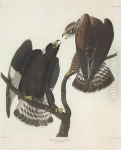 Buteo Lagopus Buteo Lagopus