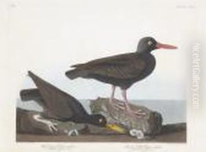 Haematopus Bachmani. Haematopus Townsendi by Robert Havell, Jr.
