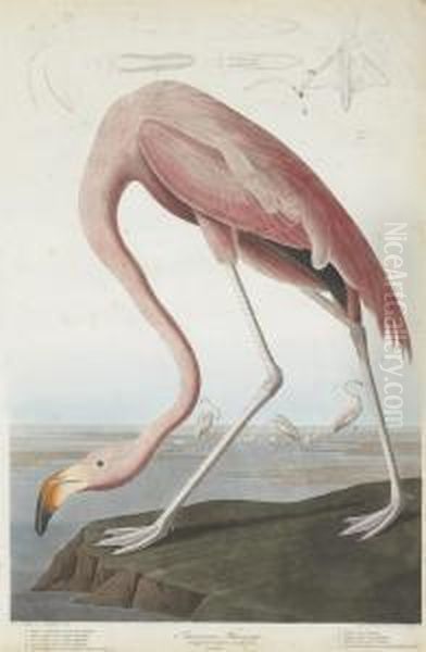 Phoenicopterus Ruber - view 1