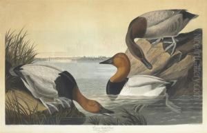 Fuligula Vallisneria by Robert Havell, Jr.