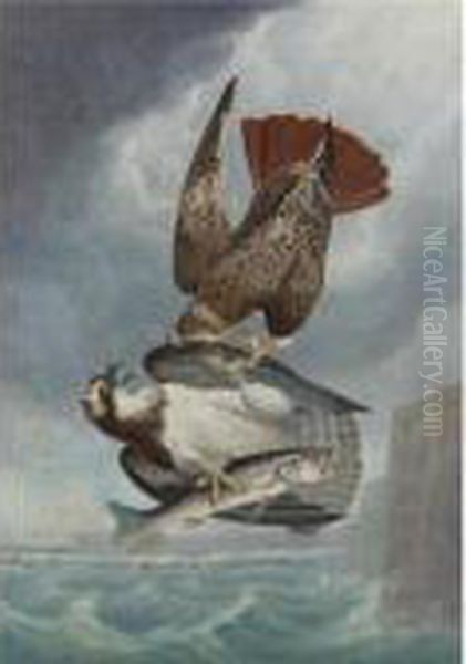 Red-tailed Hawk And Osprey - view 1