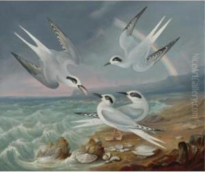 Havell Terns At The Shore by Robert Havell, Jr.