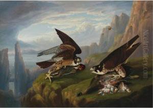 Peregrine Falcon (great-footed Hawk) by Robert Havell, Jr.