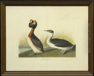 Untitled by Robert Havell, Jr.