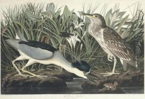 Night Heron Or Qua Bird (ccxxxvi)
Ardea Nycticorax - view 1