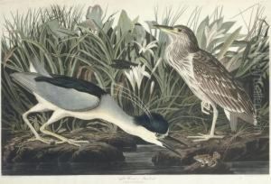 Night Heron Or Qua Bird (ccxxxvi)
Ardea Nycticorax