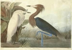Reddish Egret (plate Cclvi)
Adrea Rufescens by Robert Havell, Jr.