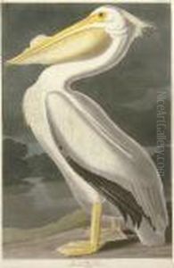 American White Pelican (plate Cccxi)
Pelicanus Americanus