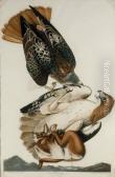 Red Tailed Hawk (plate 51) - view 1