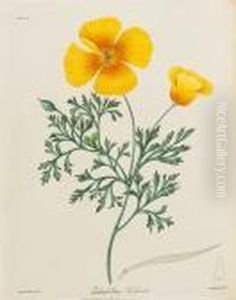 Natural History
Roscoe (margaret Lace) Floral Illustrations Of The Seasons, Consisting
Of Representations Drawn From Nature Of Some Of The Most Beautiful,hardy
And Rare Herbaceous Plants Cultivated In The Flower Garden by Robert Havell, Jr.