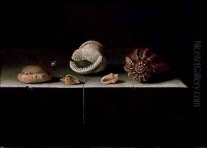 Six Shells on a Stone Shelf, 1696