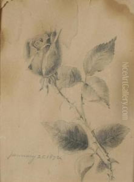 Floral Studies - view 1