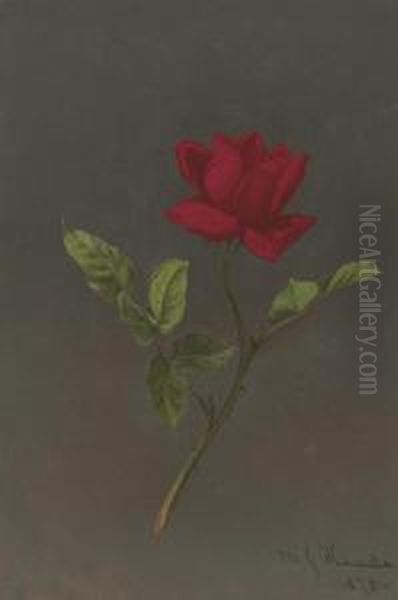 Red Rose - view 1