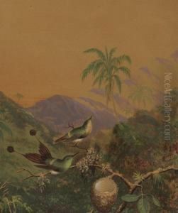 Brazilian Hummingbirds Ii