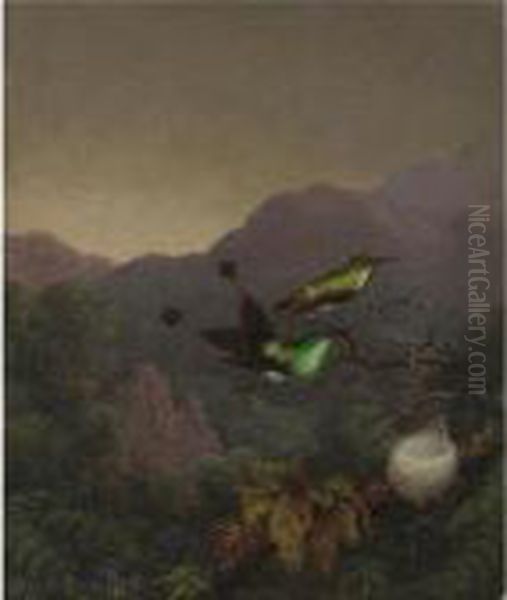 Racket-tail, Brazil - view 1