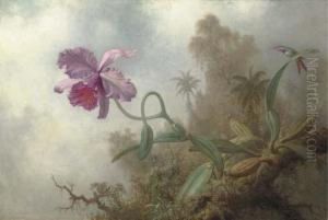 An Orchid With An Amethyst Woodstar