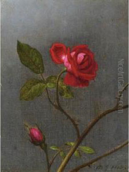 Red Rose With Rosebud - view 1