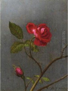 Red Rose With Rosebud by Martin Johnson Heade