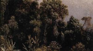 Forest Study, Brazil by Martin Johnson Heade