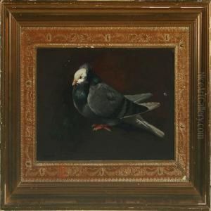 A Pigeon A Pigeon