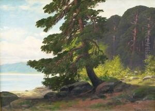 Kiefernbestandene Uferlandschaft - view 1