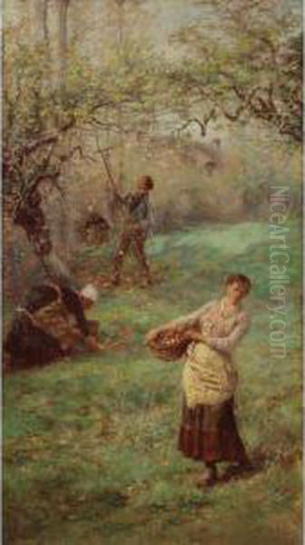 Picking Cider Apples, Normandy - view 1