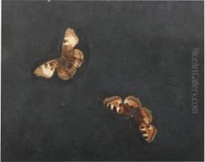 Two Gouaches Of Pairs Of Moths by Herman Henstenburgh