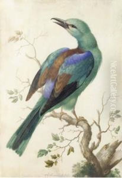 Roller On A Branch - view 1