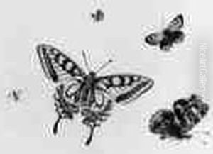 Studies Of Four Butterflies And An Insect by Herman Henstenburgh