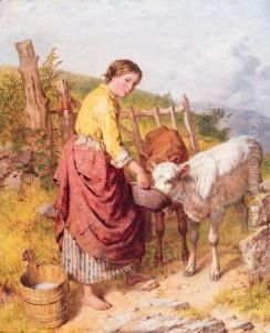 Feeding The Calves