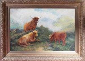 Highland Cattle On A Misty Hillside Highland Cattle On A Misty Hillside