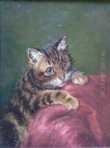 Study Of A Kitten