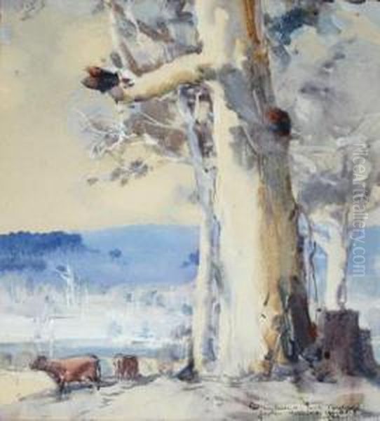 Gum Trees With Grazing Cows - view 1