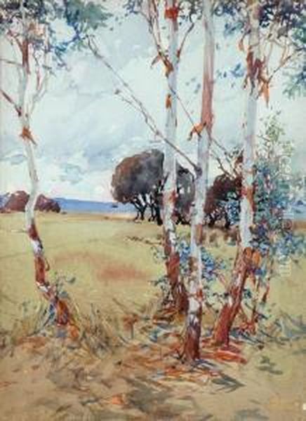Saplings - view 1