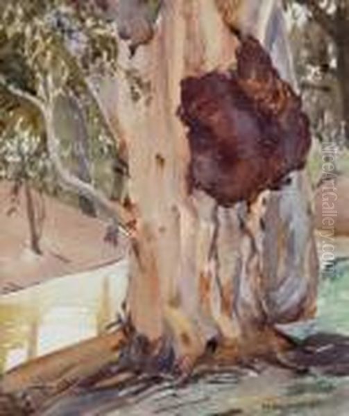 The Old River Gum - view 1