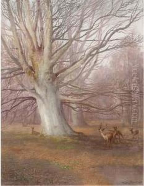 Deer In A Beech Wood - view 1