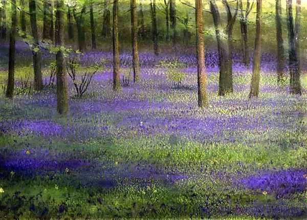 Bluebell Wood - view 1