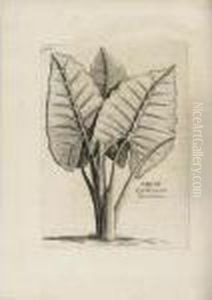 The Library Of The Earl Of
Macclesfield Removed From Shirburn Castle: Part 1 Natural History by Rene Georges Hermann-Paul