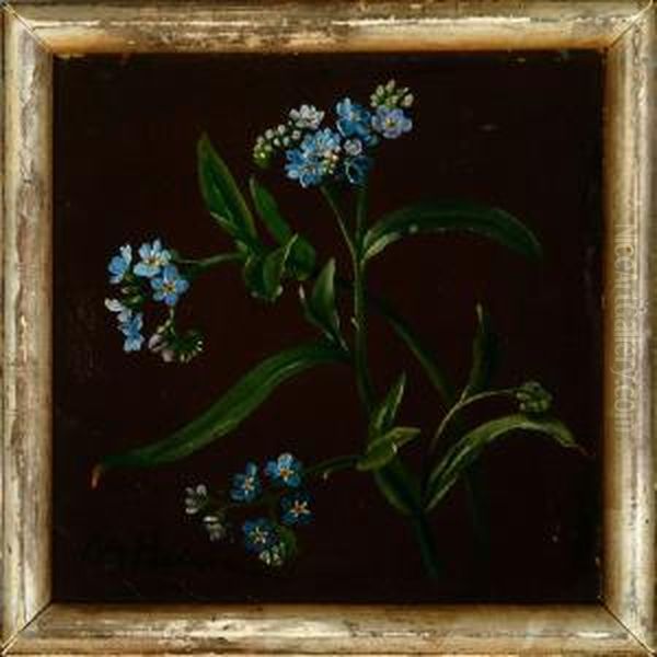 A Study Forget-me-not - view 1