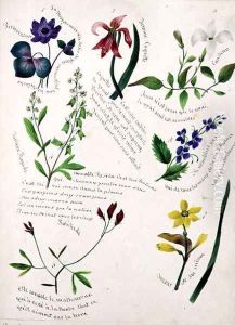 Wild Flowers by Lili Cartwright