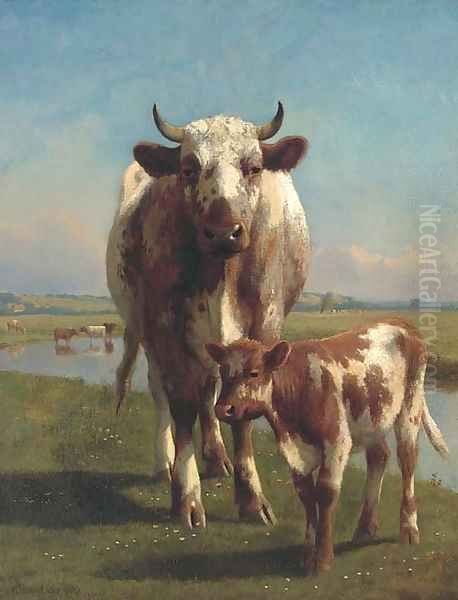 A shorthorn cow and calf - view 1