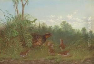 A Quail Feeding Her Chicks