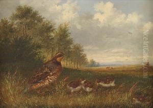 Quails