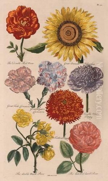 Roses, Carnations, Poppies And Sunflower - view 1