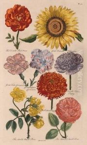 Roses, Carnations, Poppies And Sunflower Roses, Carnations, Poppies And Sunflower
