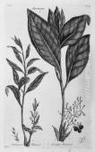 Etchings Of A Botanical Nature by John Hill